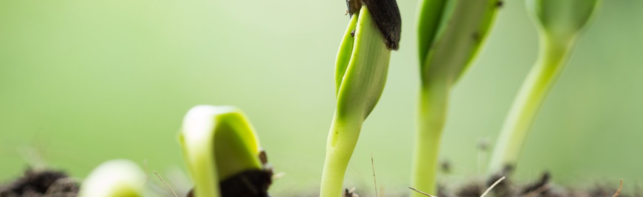 Начален етап/ Seed