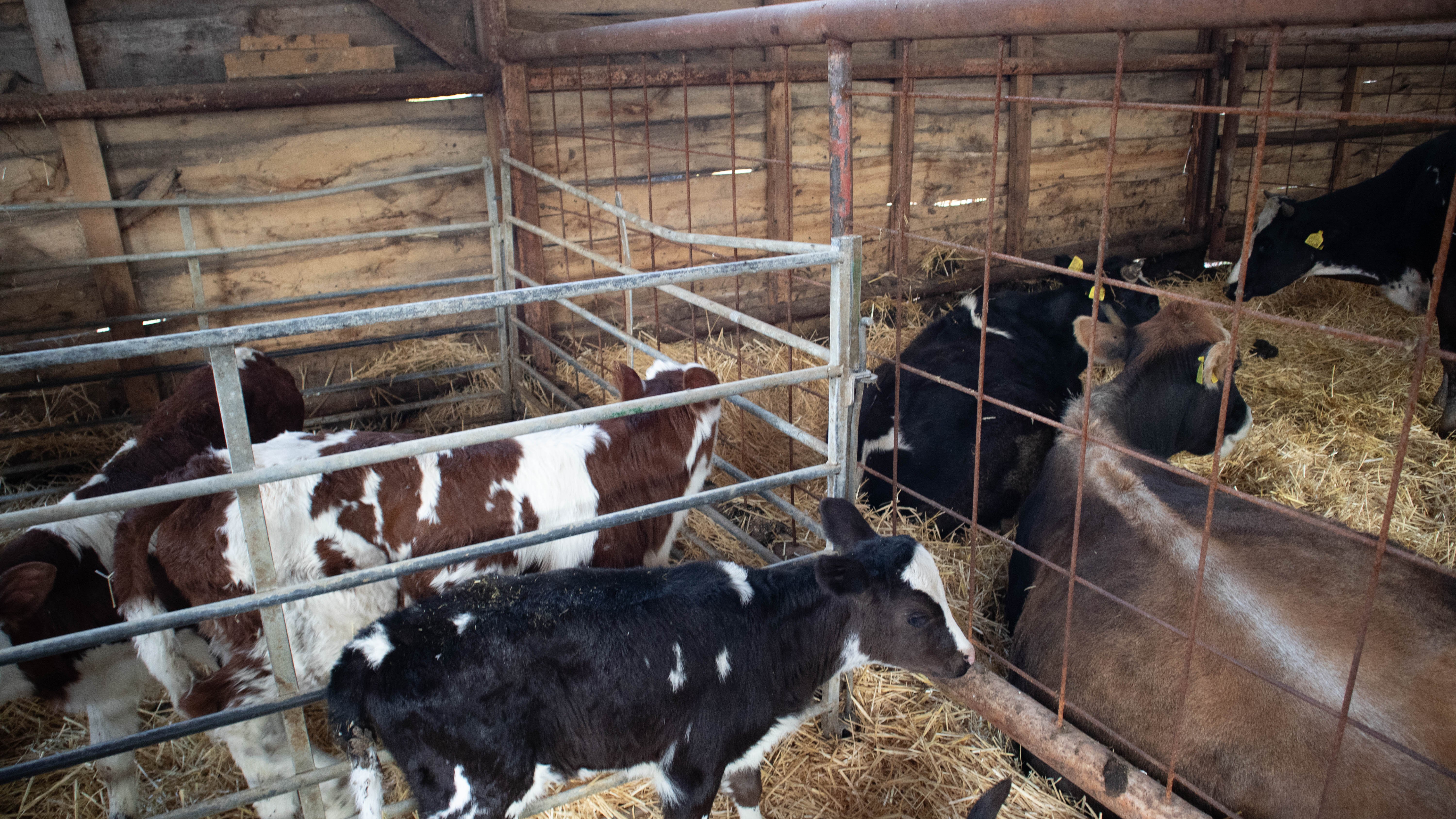 Горунака ферма