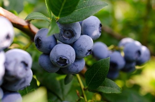blueberry