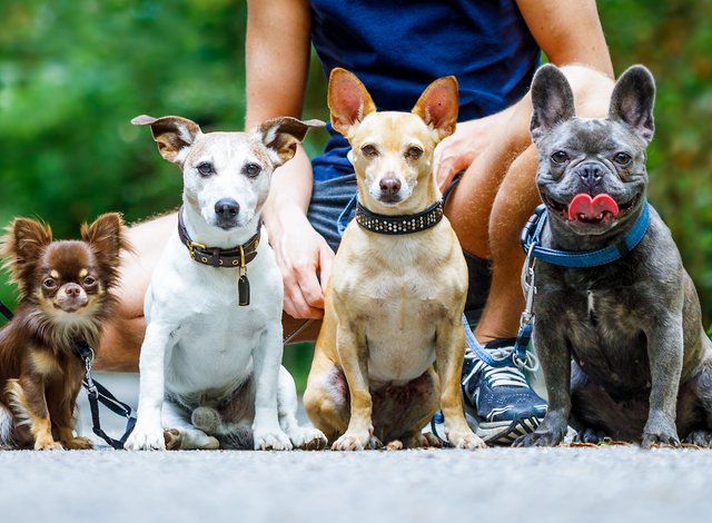 Dogs