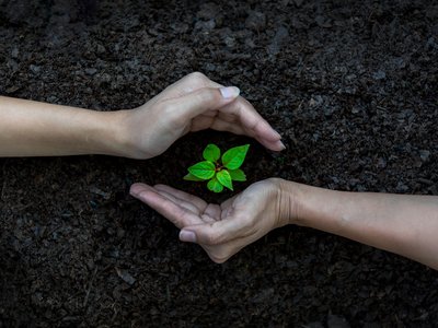 ръце, садящи растения