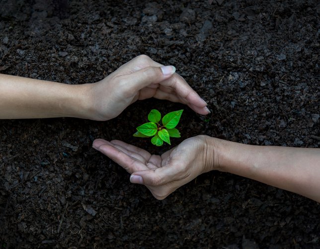 ръце, садящи растения