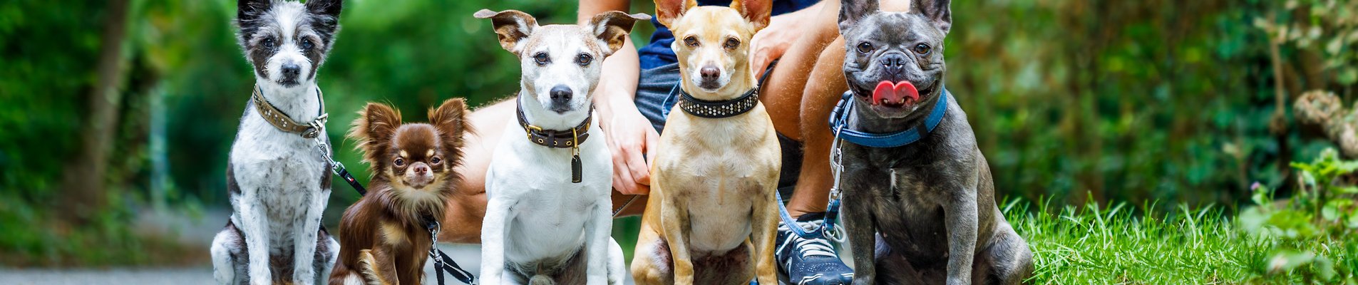Dogs at a walk