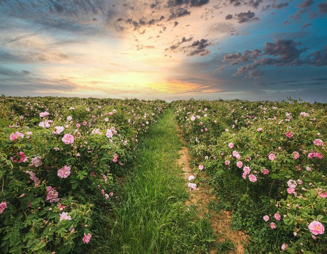 BDB will support Bulgarian rose processors