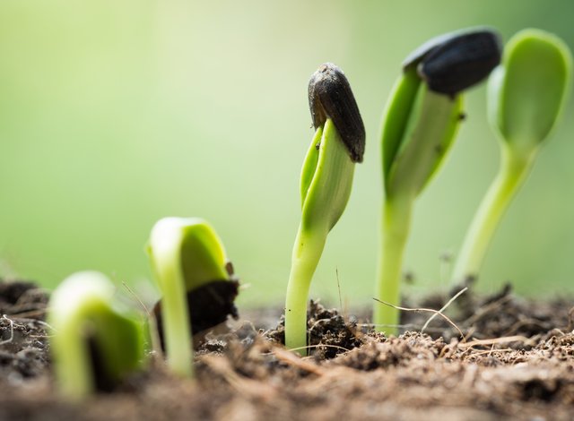 Начален етап/ Seed