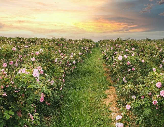 The BDB to collaborate with the National Research and Certification Institute to support Bulgarian rose processors